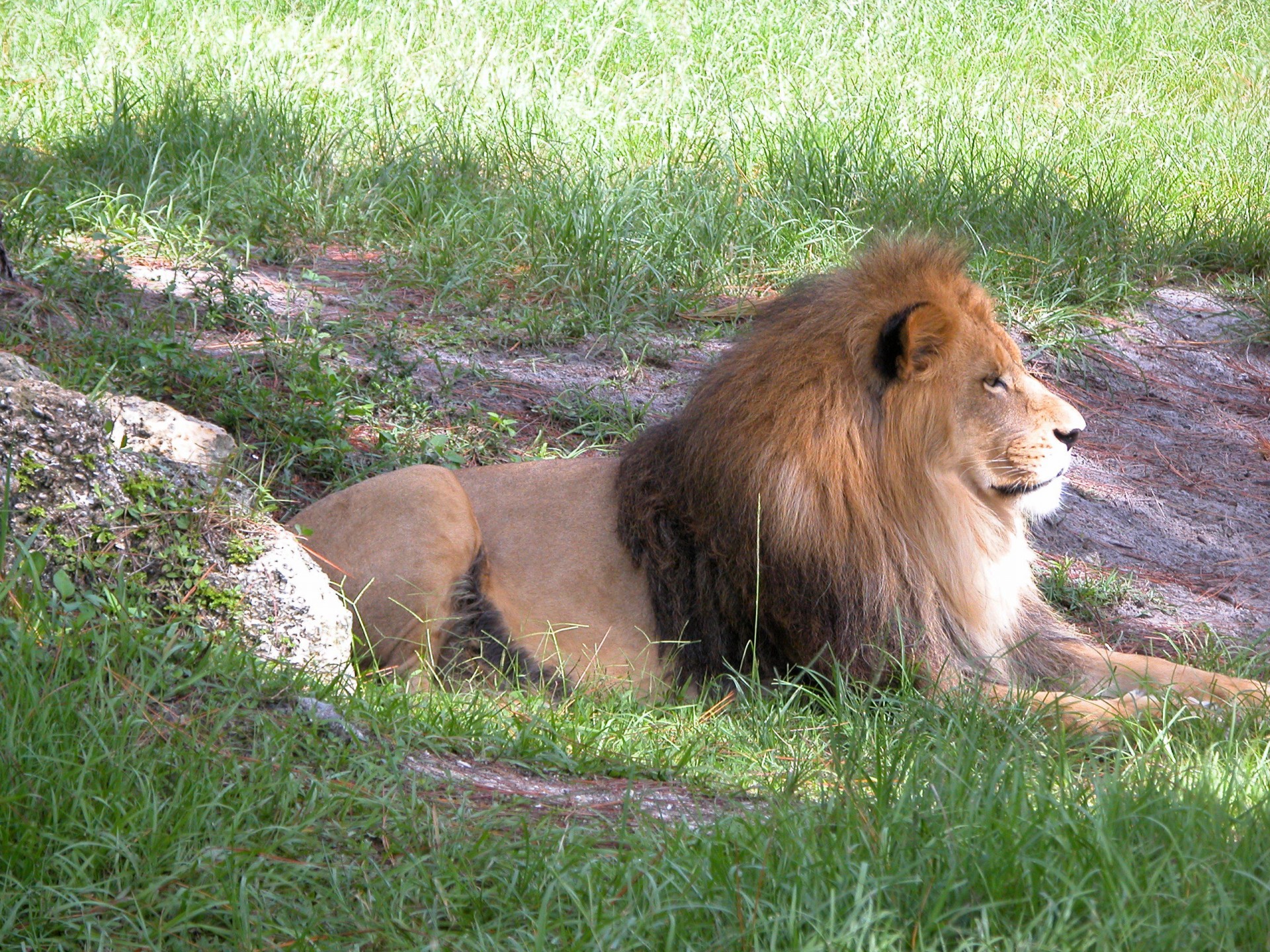 Liūtas,  Laukinė Gamta,  Gyvūnas,  Katė,  Didelis,  Safari,  Zoologijos Sodas,  Gyvūnų Rezervas,  Didingas,  Grožis