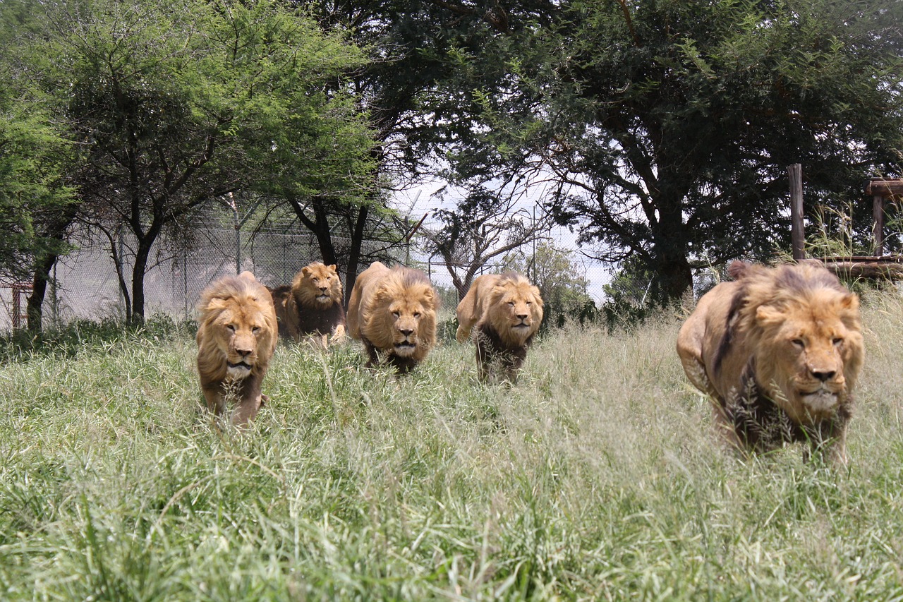 Liūto Mokestis, Laukiniai Gyvūnai, Liūtas, Agresija, Afrika, Zimbabvė, Žiurkė, Medžiotojas, Laukiniai, Laukinė Gamta