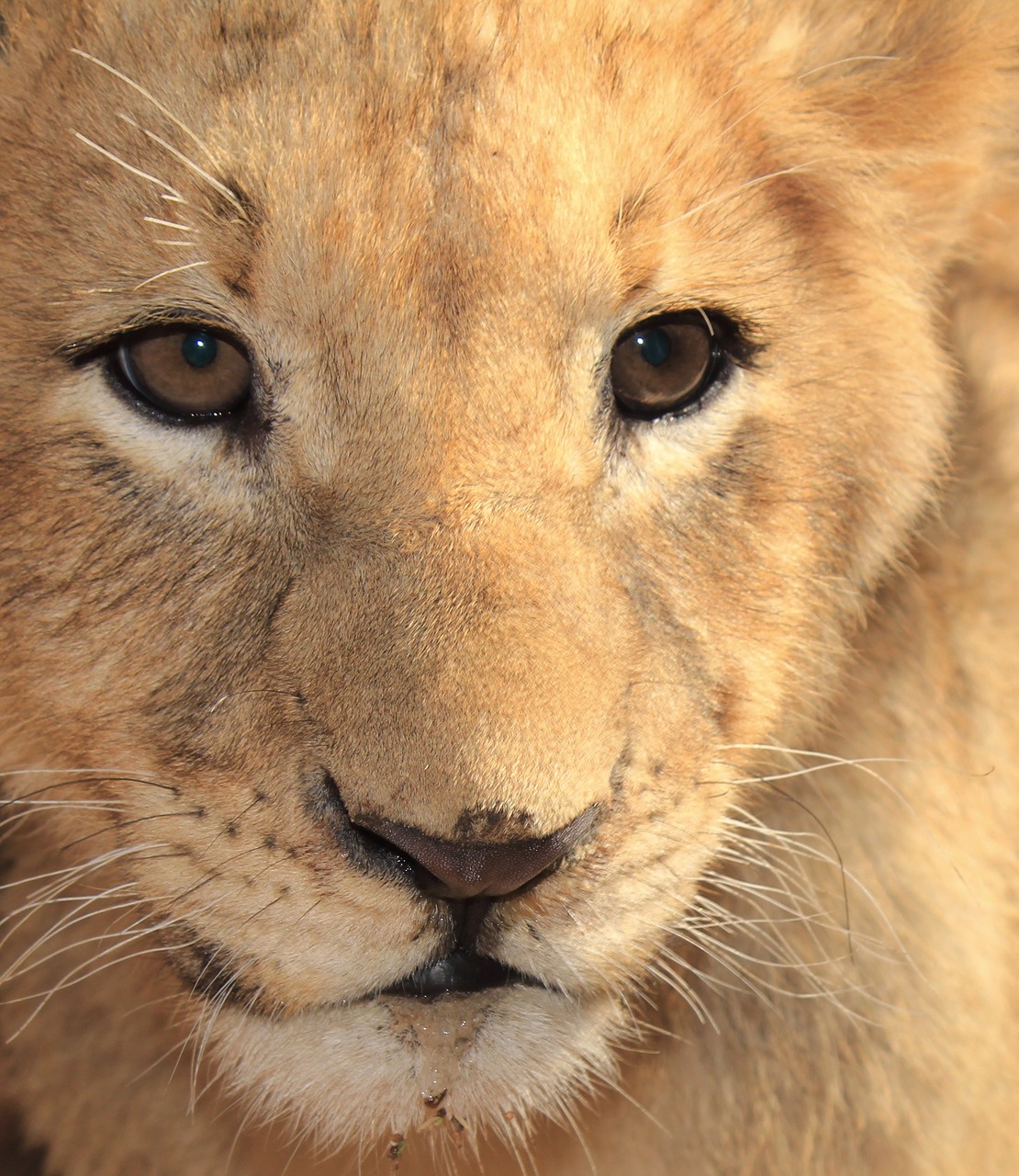Liūto Jauniklis, Didelis 5, Liūtas, Gamta, Afrika, Safari, Jaunas, Nemokamos Nuotraukos,  Nemokama Licenzija