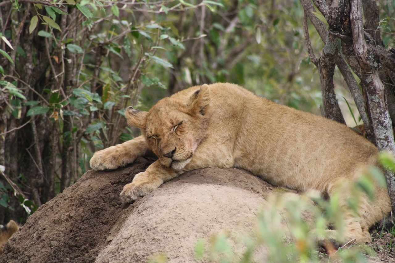 Liūto Jauniklis, Afrika, Masai Mara, Gyvūnas, Liūtas, Jaunas, Dykuma, Kenya, Safari, Nemokamos Nuotraukos