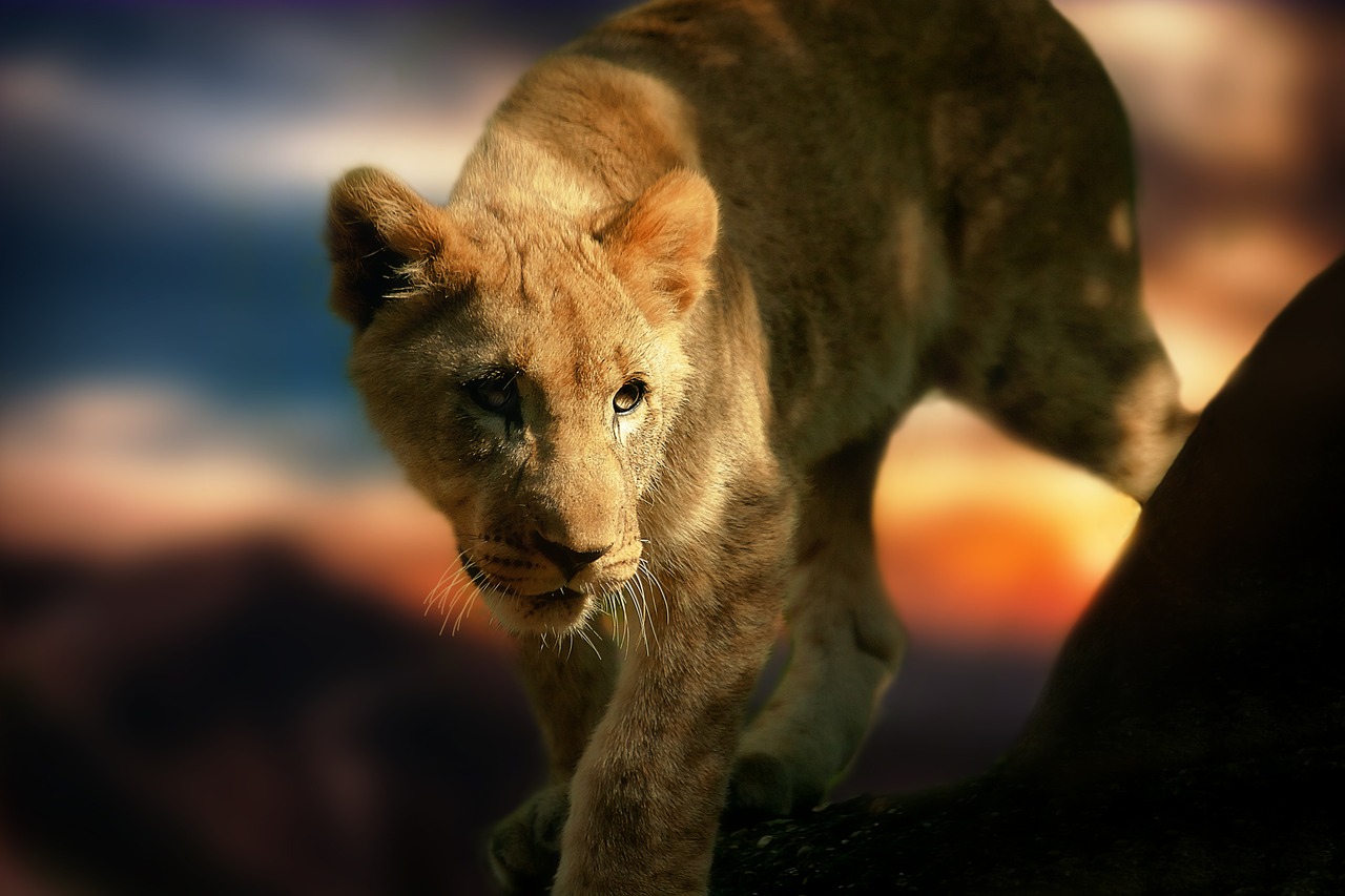 Liūto Jauniklis, Liūtas, Afrika, Gyvūnas, Laukinis Gyvūnas, Žinduolis, Pietų Afrika, Paw, Kailis, Safari