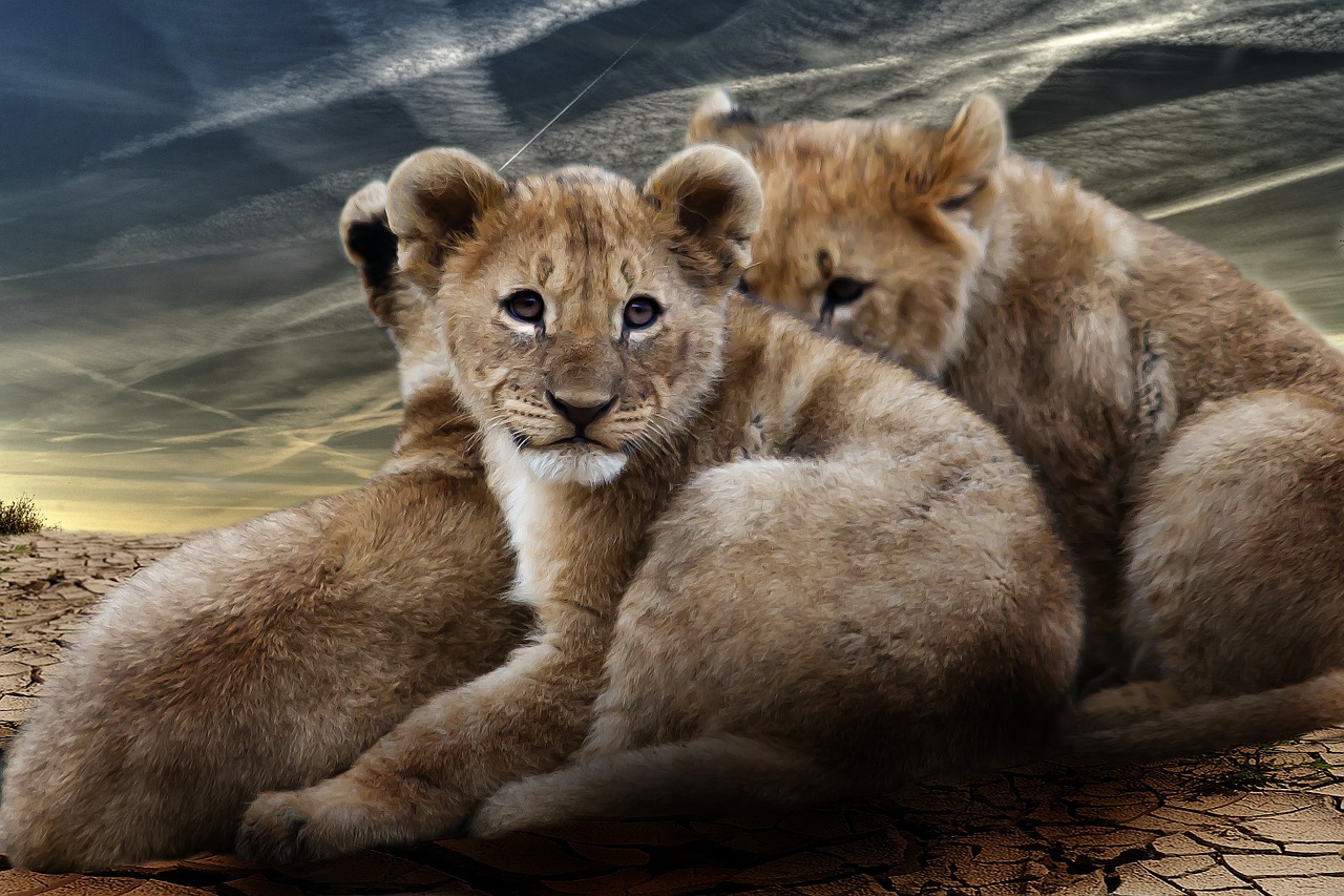 Liūto Jauniklis, Liūto Kūdikiai, Liūtas, Wildcat, Plėšrūnas, Afrika, Nacionalinis Parkas, Dykuma, Katė, Liūtas