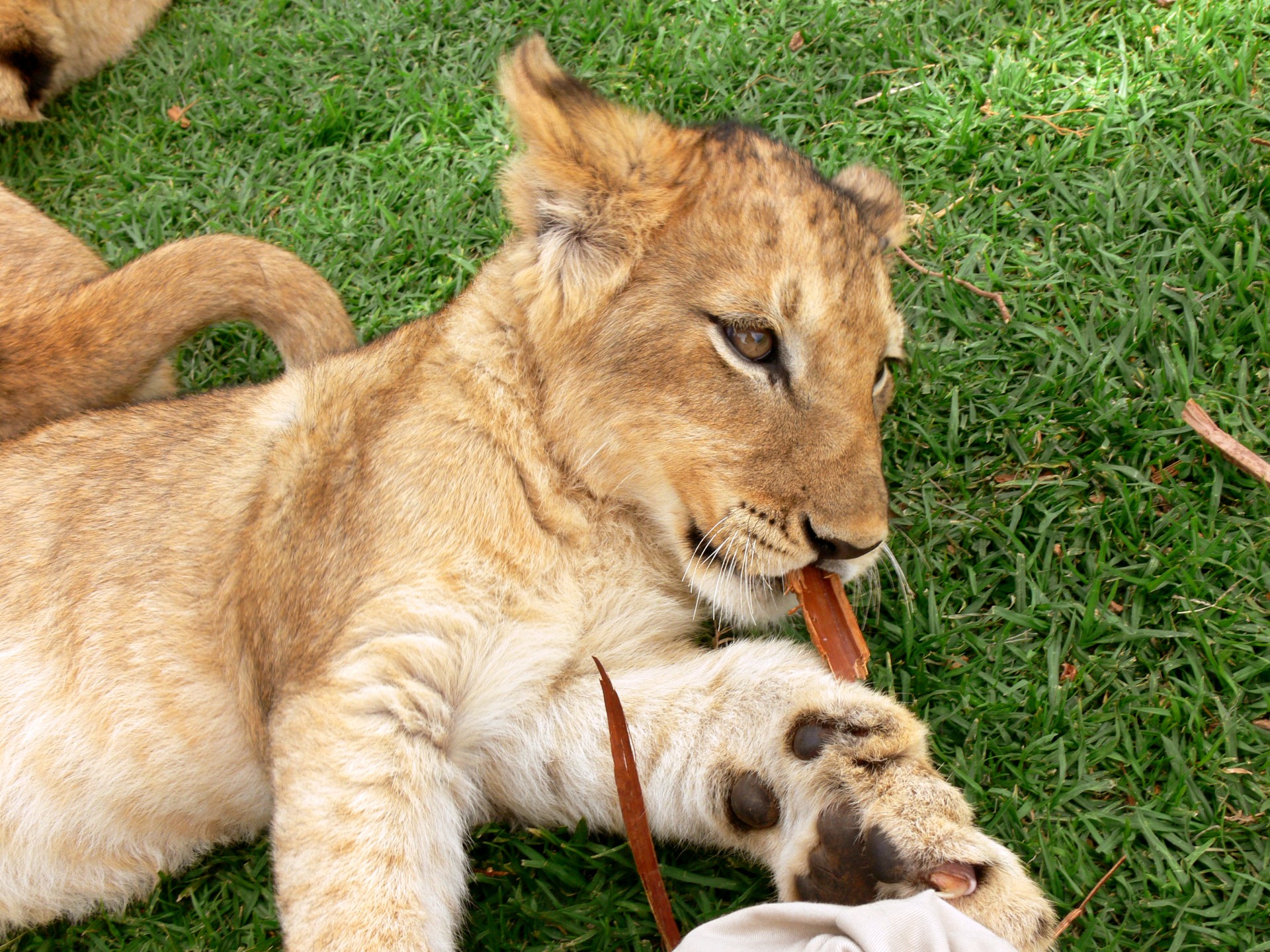 Liūtas,  Cub,  Laukiniai,  Laukinė Gamta,  Gyvūnas,  Liūto Kubelė Kramtomoji Mediena, Nemokamos Nuotraukos,  Nemokama Licenzija