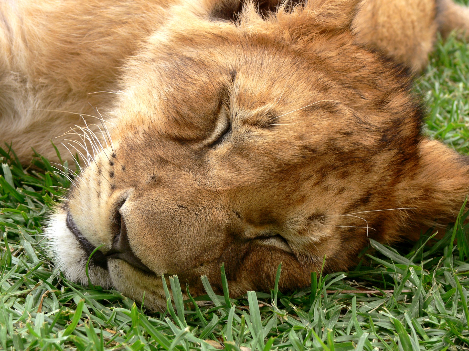 Liūtas,  Cub,  Miega,  Dozing,  Akys & Nbsp,  Uždaryti,  Laukiniai,  Laukinė Gamta,  Gyvūnas,  Afrika