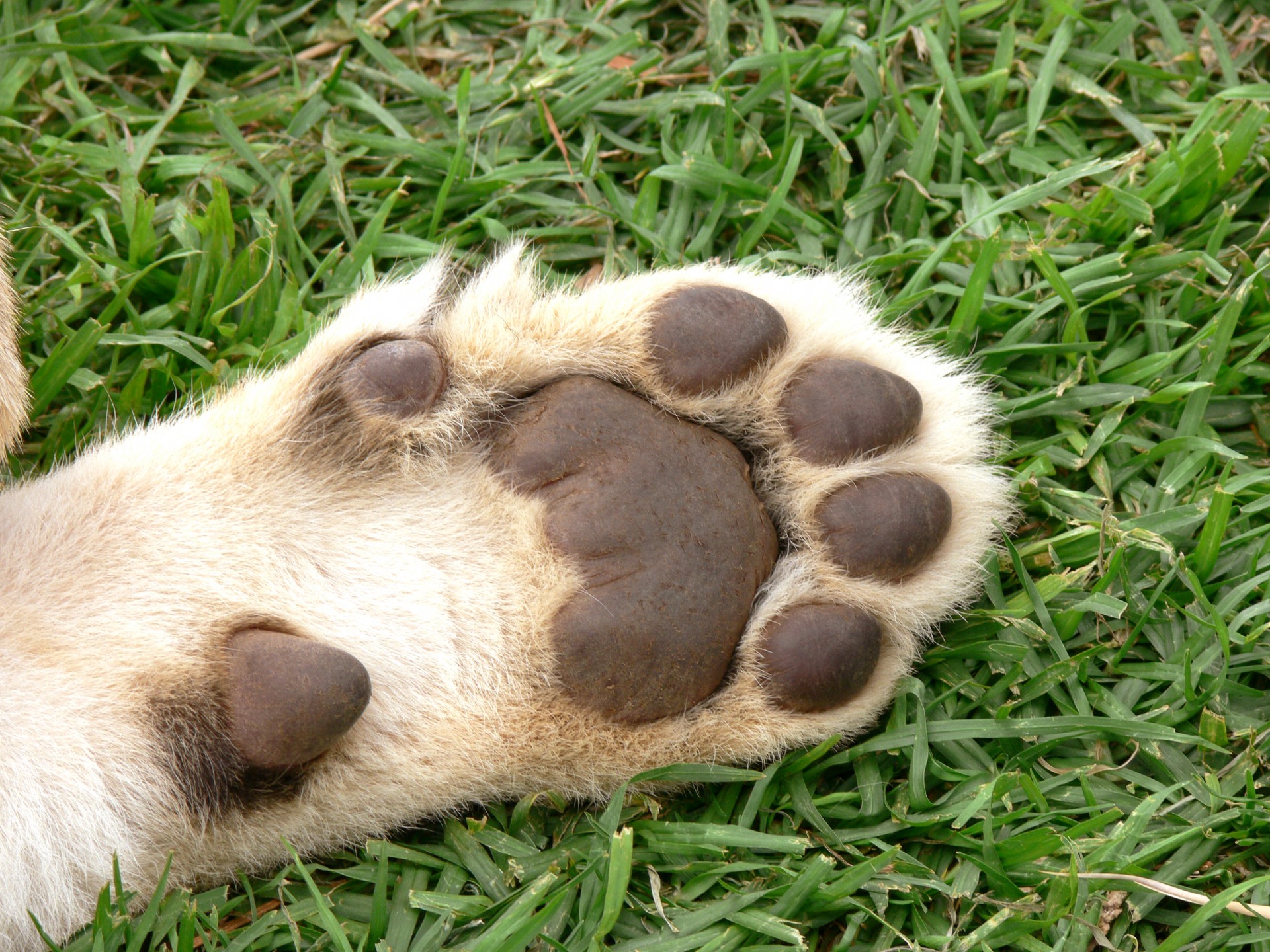 Liūtas,  Cub,  Pėdos,  Pagalvėlės,  Paw,  Katė,  Didelis & Nbsp,  Katinas,  Laukinė Gamta,  Afrika