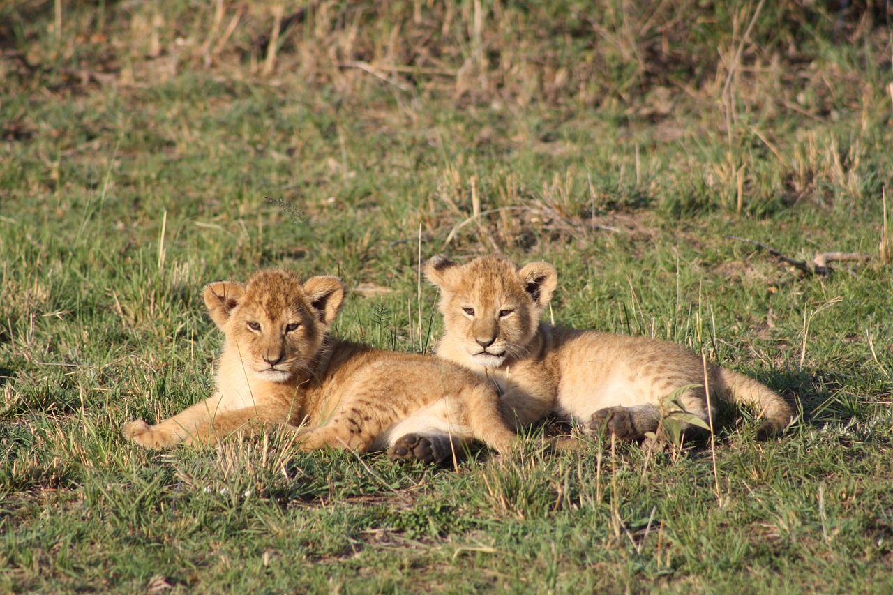 Liūto Kūdikiai, Afrika, Kenya, Masai Mara, Safari, Liūtas, Nemokamos Nuotraukos,  Nemokama Licenzija