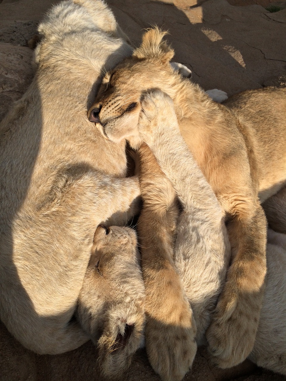 Liūto Kūdikiai, Liūto Parkas, Afrika, Pietų Afrika, Laukinė Gamta, Mielas, Nemokamos Nuotraukos,  Nemokama Licenzija
