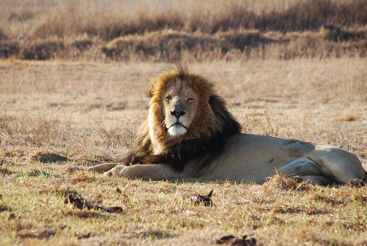 Liūto Vyrukas, Pietų Afrika, Laukinė Gamta, Nemokamos Nuotraukos,  Nemokama Licenzija