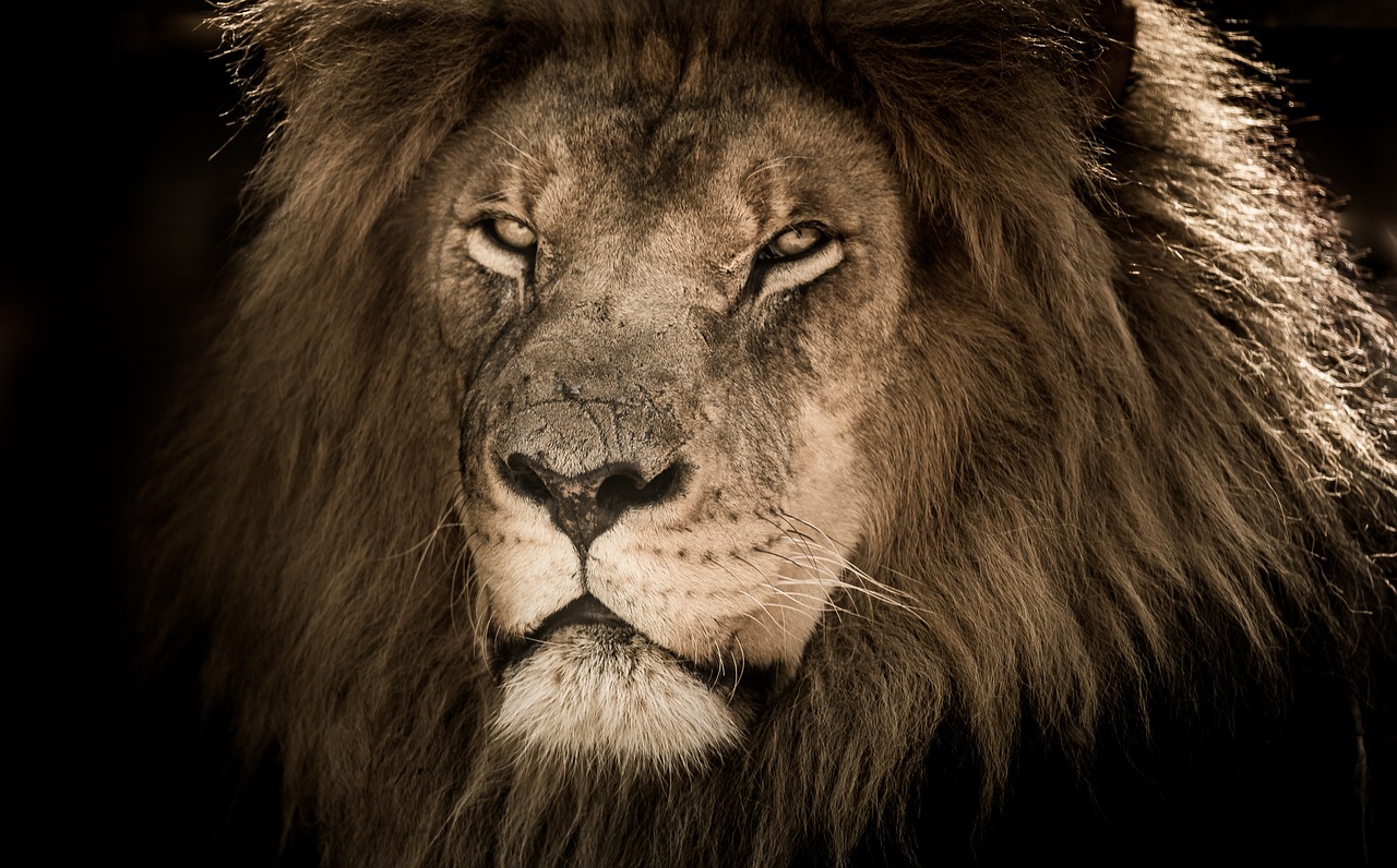Liūtas Vyrai,  Afrikoje,  Karčiai,  Mėsėdis,  Didžiuotis,  Randuotas,  Kačių,  Karalius,  Didingas, Nemokamos Nuotraukos
