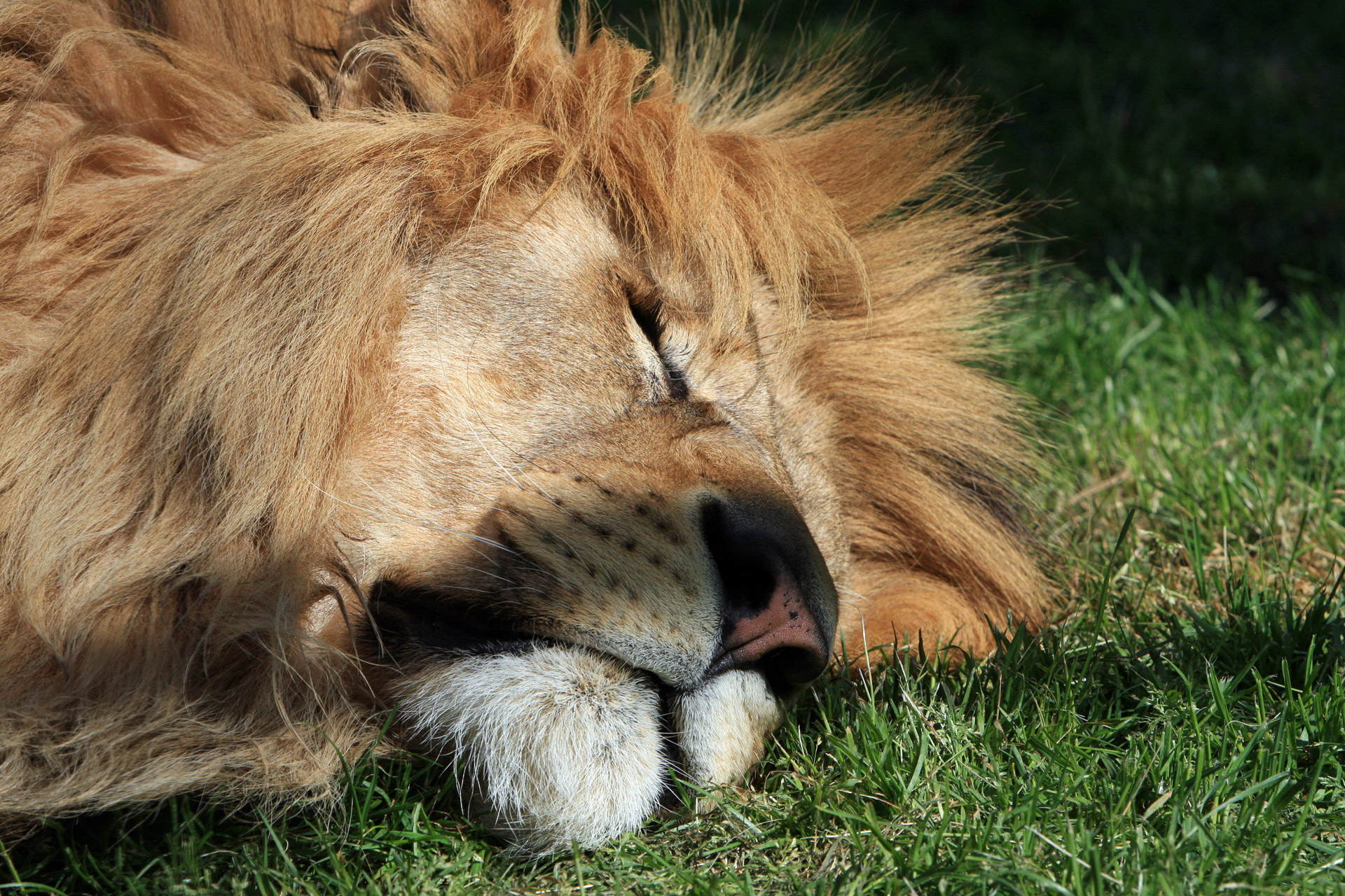 A lion sleep during the day. Берберийский Лев самка. Лев спящий. Сонный Львенок. Спящий Львенок.
