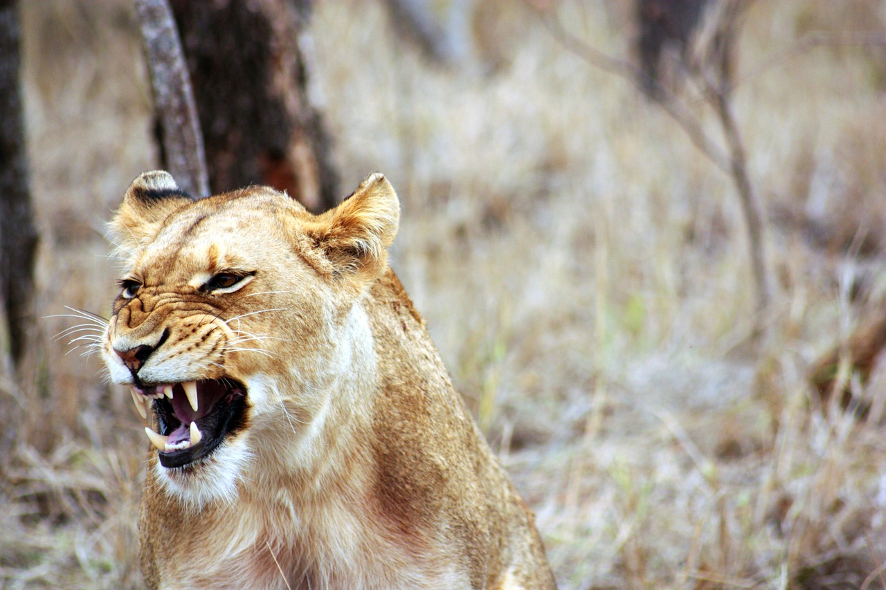 Liūtas, Rėkti, Gyvūnas, Safari, Savana, Afrika, Fauna, Dantys, Pyktis, Laukiniai