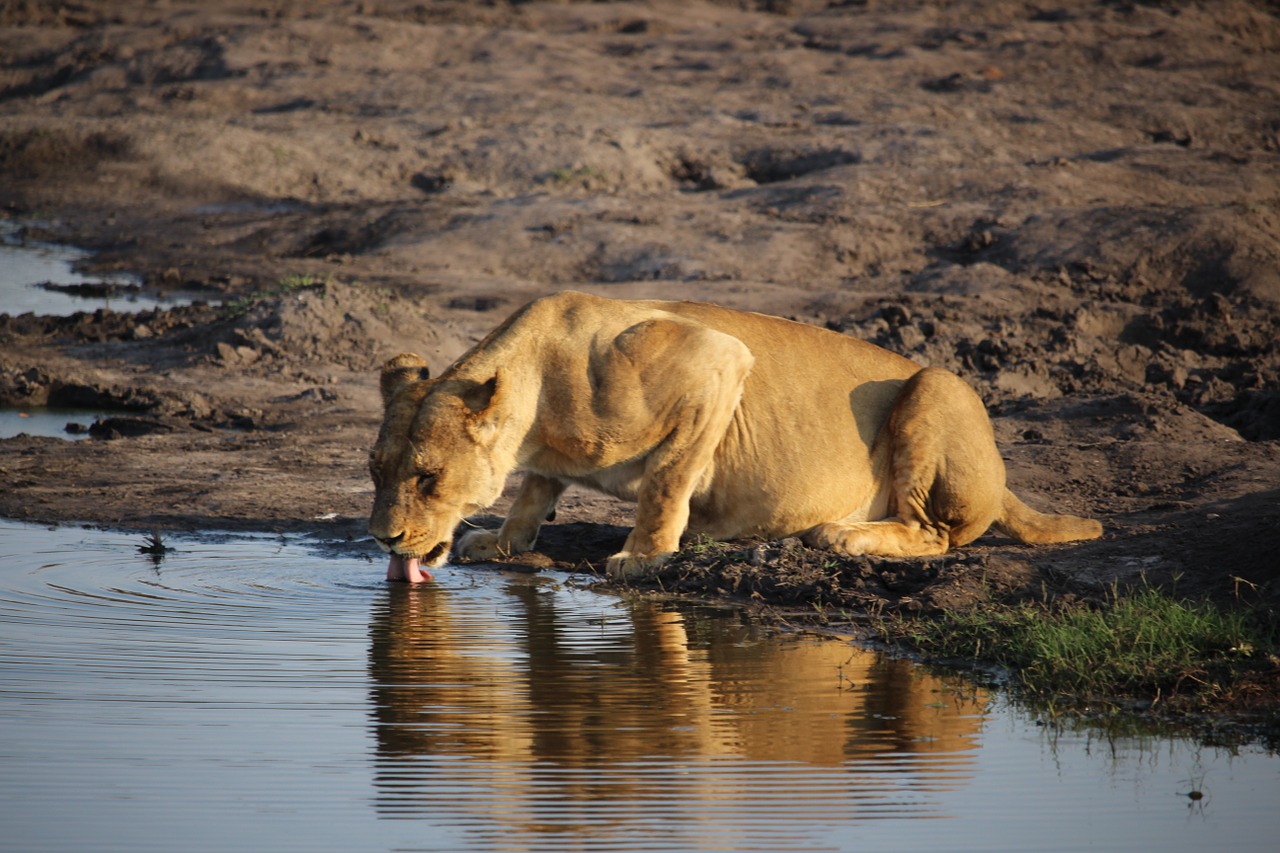 Liūtas, Laukinė Gamta, Zimbabvė, Nemokamos Nuotraukos,  Nemokama Licenzija