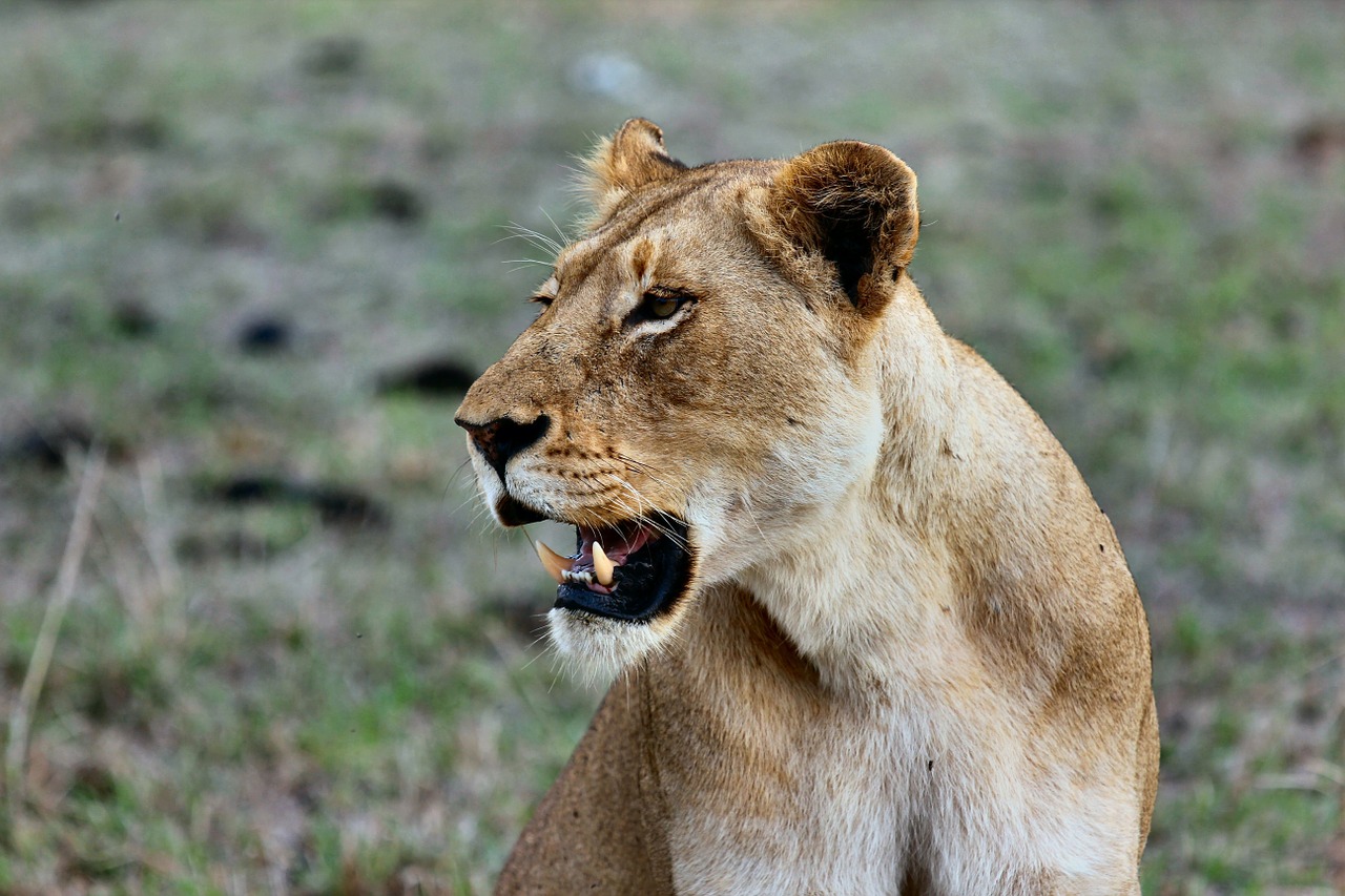 Liūtas, Afrika, Katė, Wildcat, Laukiniai, Fauna, Laukinė Gamta, Liūtys, Gamta, Didelis