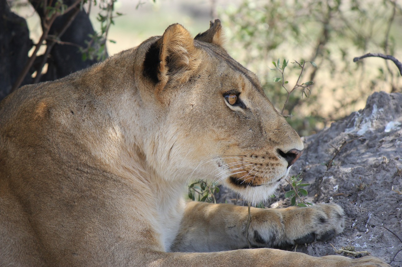 Liūtas, Afrika, Safari, Liūtas, Wildcat, Nacionalinis Parkas, Plėšrūnas, Laukinis Gyvūnas, Gyvūnai, Didelė Katė