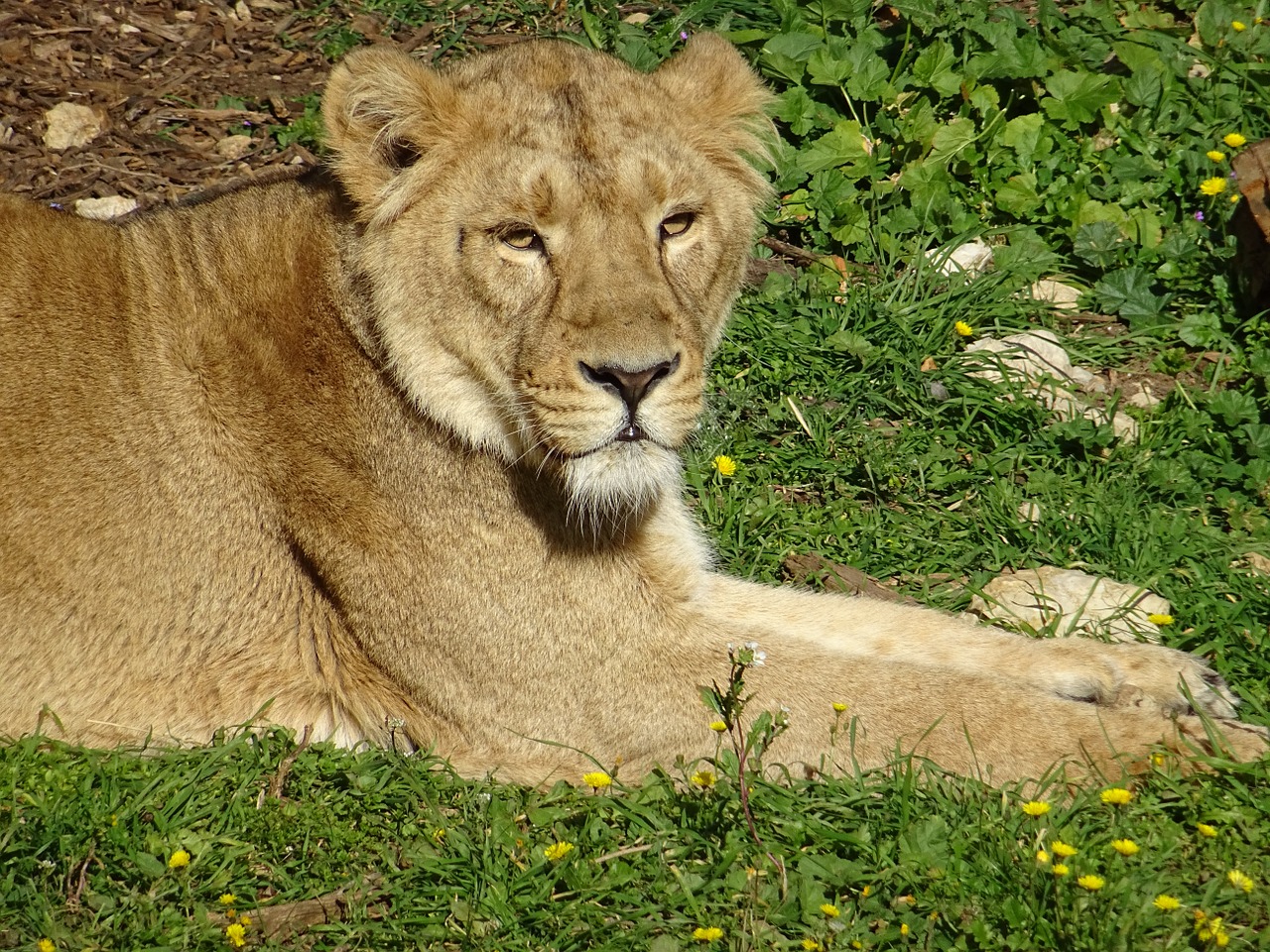 Liūtas, Savana, Afrika, Gyvūnas, Gyvūnai, Nemokamos Nuotraukos,  Nemokama Licenzija