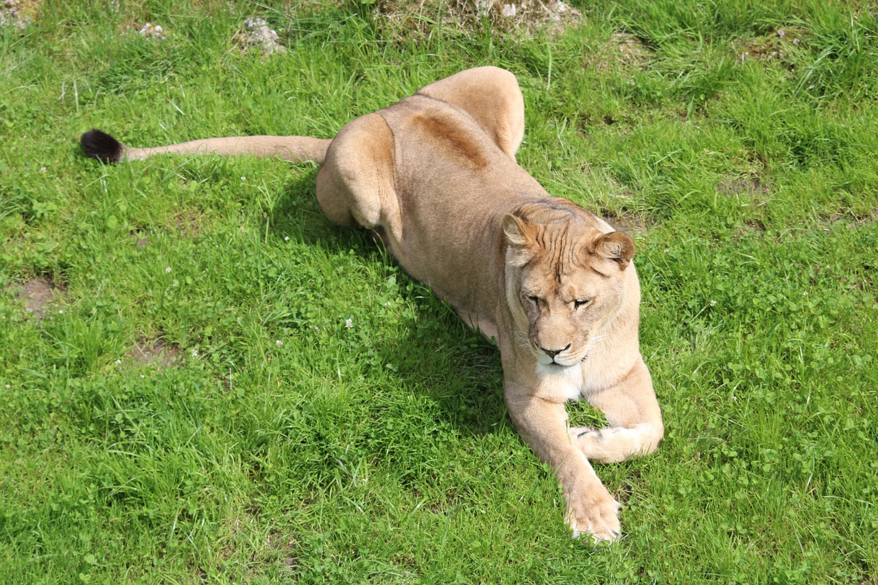 Liūtas, Zoologijos Sodas, Plėšrūnas, Didelė Katė, Liūtas, Katė, Gyvūnas, Gyvūnų Pasaulis, Uždaryti, Wildcat