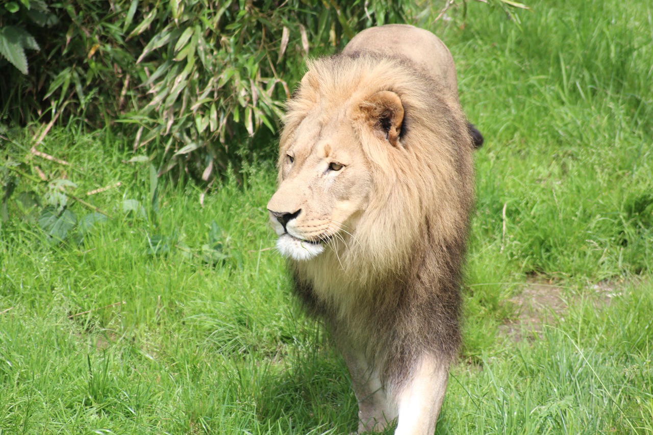 Liūtas, Zoologijos Sodas, Plėšrūnas, Didelė Katė, Liūtas, Katė, Gyvūnas, Gyvūnų Pasaulis, Uždaryti, Wildcat