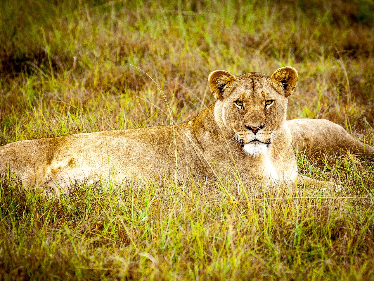 Liūtas, Plėšrūnas, Katė, Liūto Moterys, Didelė Katė, Wildcat, Afrika, Laukinis Gyvūnas, Safari, Pietų Afrika