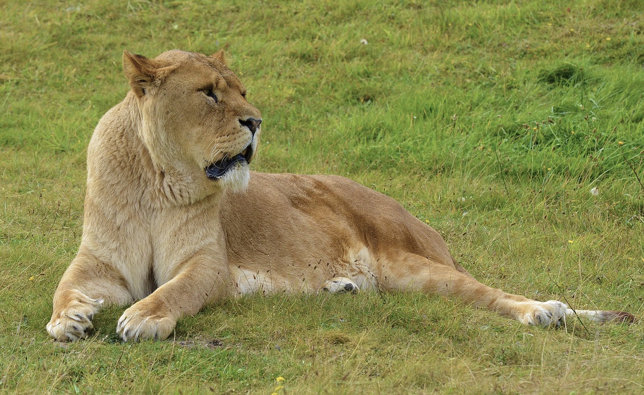 Liūtas, Safari, Laukinė Gamta, Laukiniai, Gyvūnas, Katė, Gamta, Afrika, Didelis, Karalius