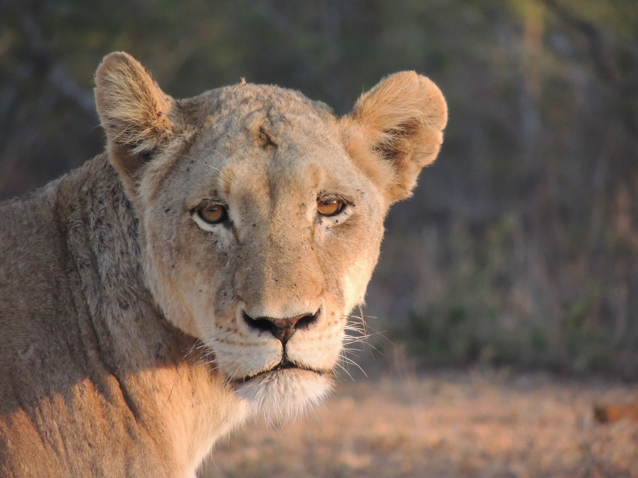Liūtas, Safari, Gyvūnų Pasaulis, Afrika, Savana, Plėšrūnas, Liūto Moterys, Nacionalinis Parkas, Pietų Afrika, Didingas