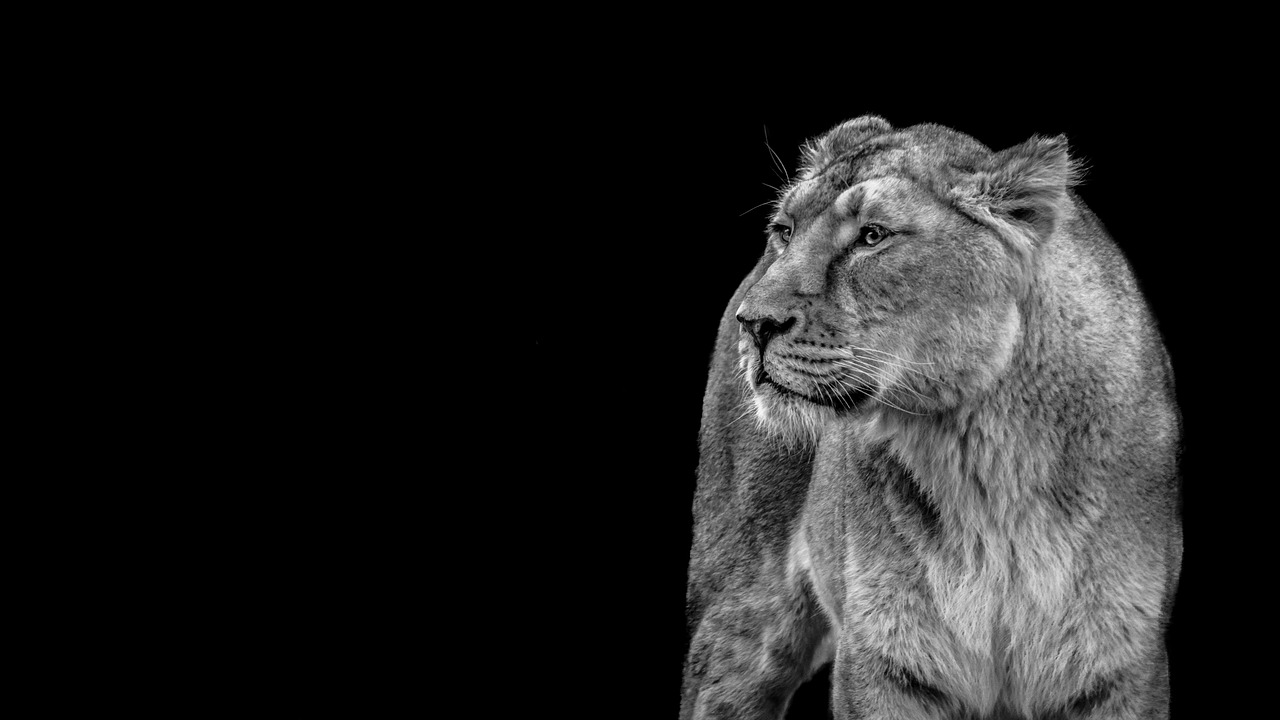 Liūtas, Liūtas, Laukiniai, Plėšrūnas, Katė, Wildcat, Liūto Moterys, Afrika, Gyvūnų Pasaulis, Kenya