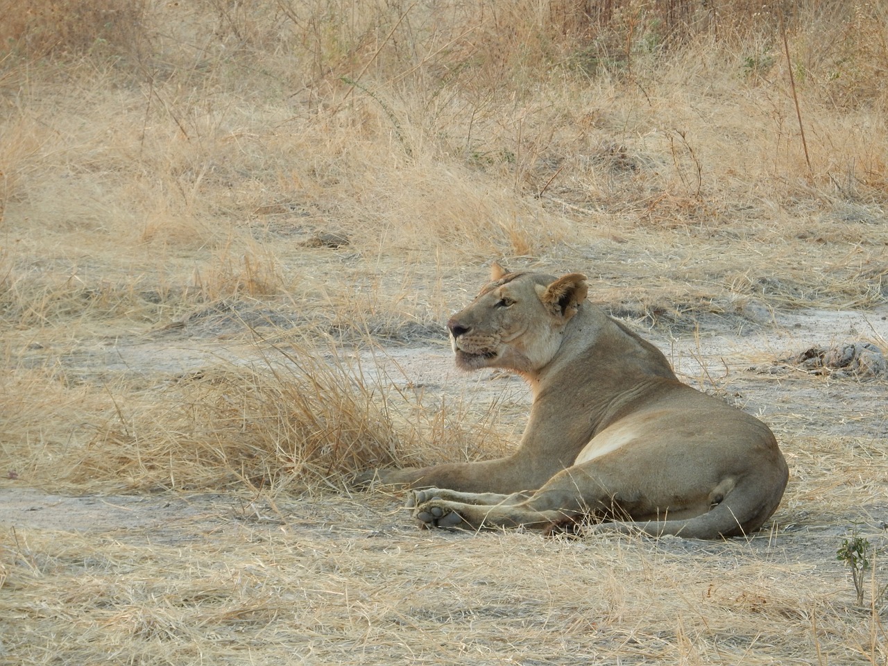 Liūtas, Afrika, Savana, Tanzanija, Dideli Penki, Laukiniai Gyvūnai, Safari, Gyvūnai, Liūtys, Nemokamos Nuotraukos