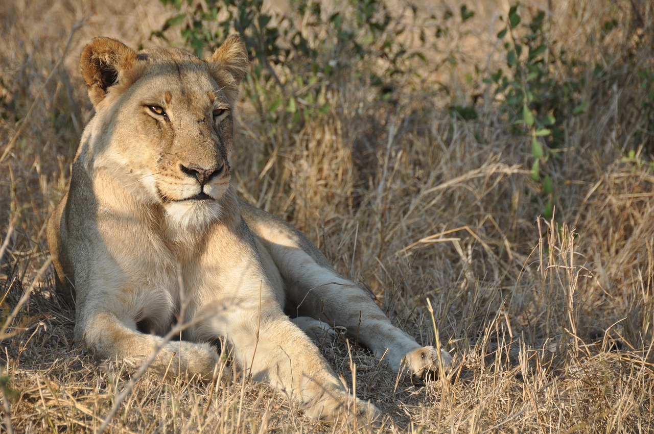 Liūtas, Afrika, Laukiniai, Gamta, Liūtas, Laukinė Gamta, Gyvūnas, Nemokamos Nuotraukos,  Nemokama Licenzija