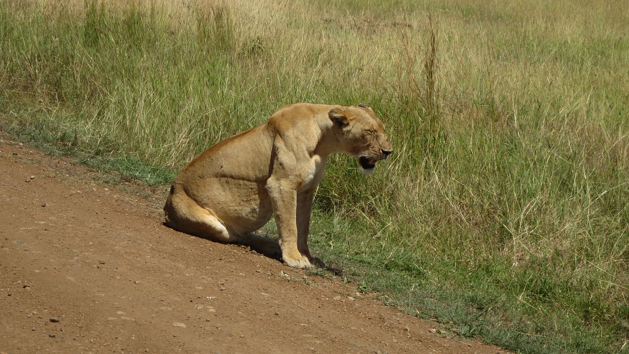 Liūtas, Afrika, Masai Mara, Nemokamos Nuotraukos,  Nemokama Licenzija