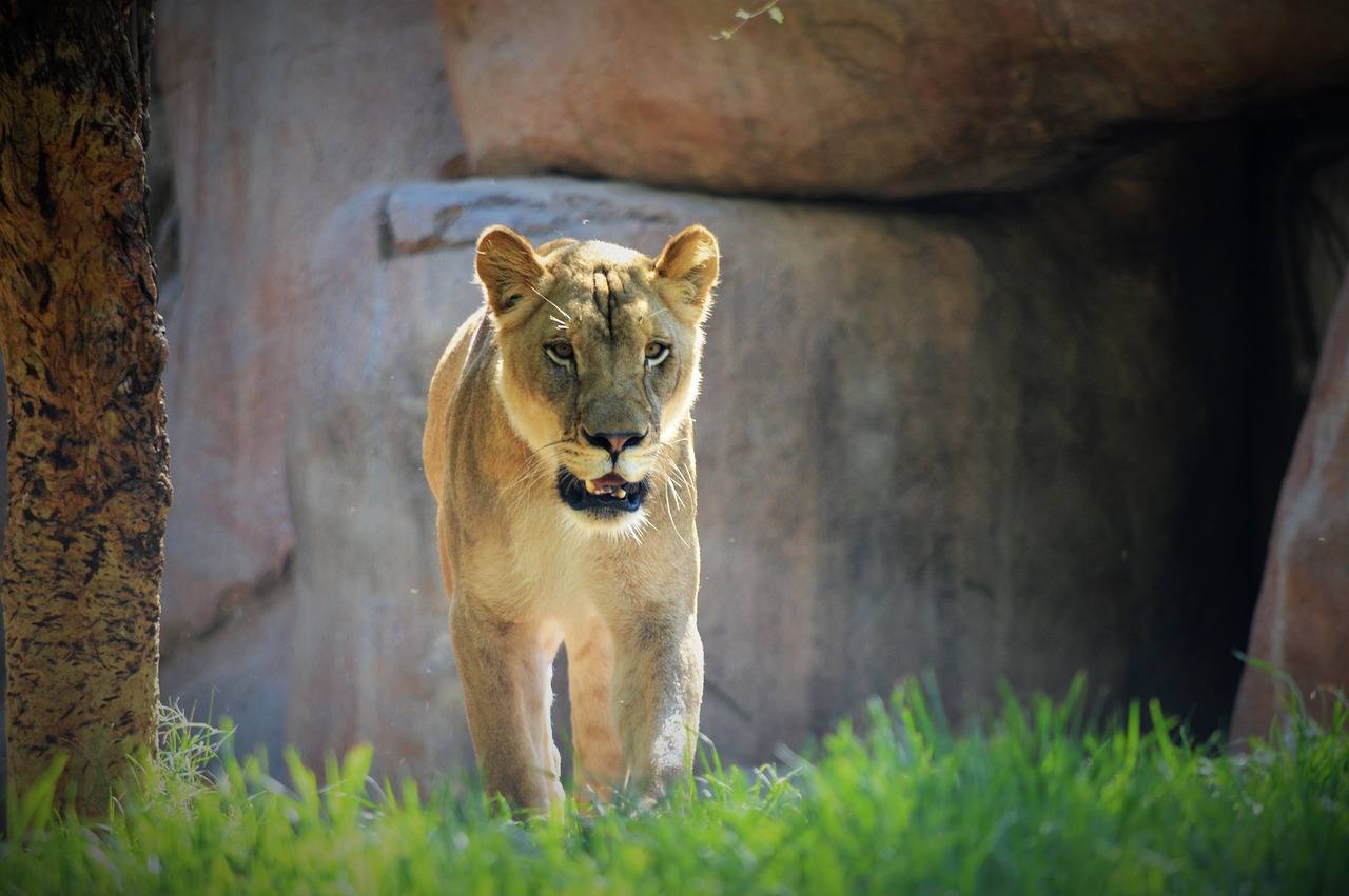 Liūtas, Safario Parkas, San Diego, Nemokamos Nuotraukos,  Nemokama Licenzija