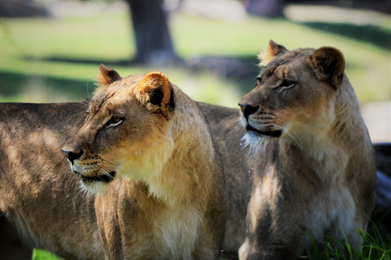 Liūtas, Safario Parkas, San Diego, Nemokamos Nuotraukos,  Nemokama Licenzija