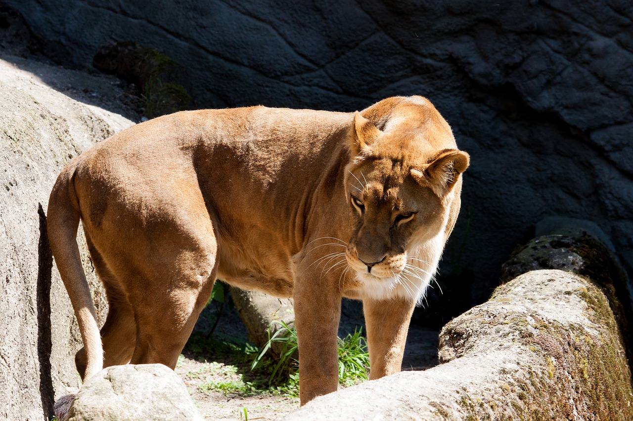 Liūtės,  Predator,  Moteris,  Gyvūnas,  Zoologijos Sodas, Nemokamos Nuotraukos,  Nemokama Licenzija