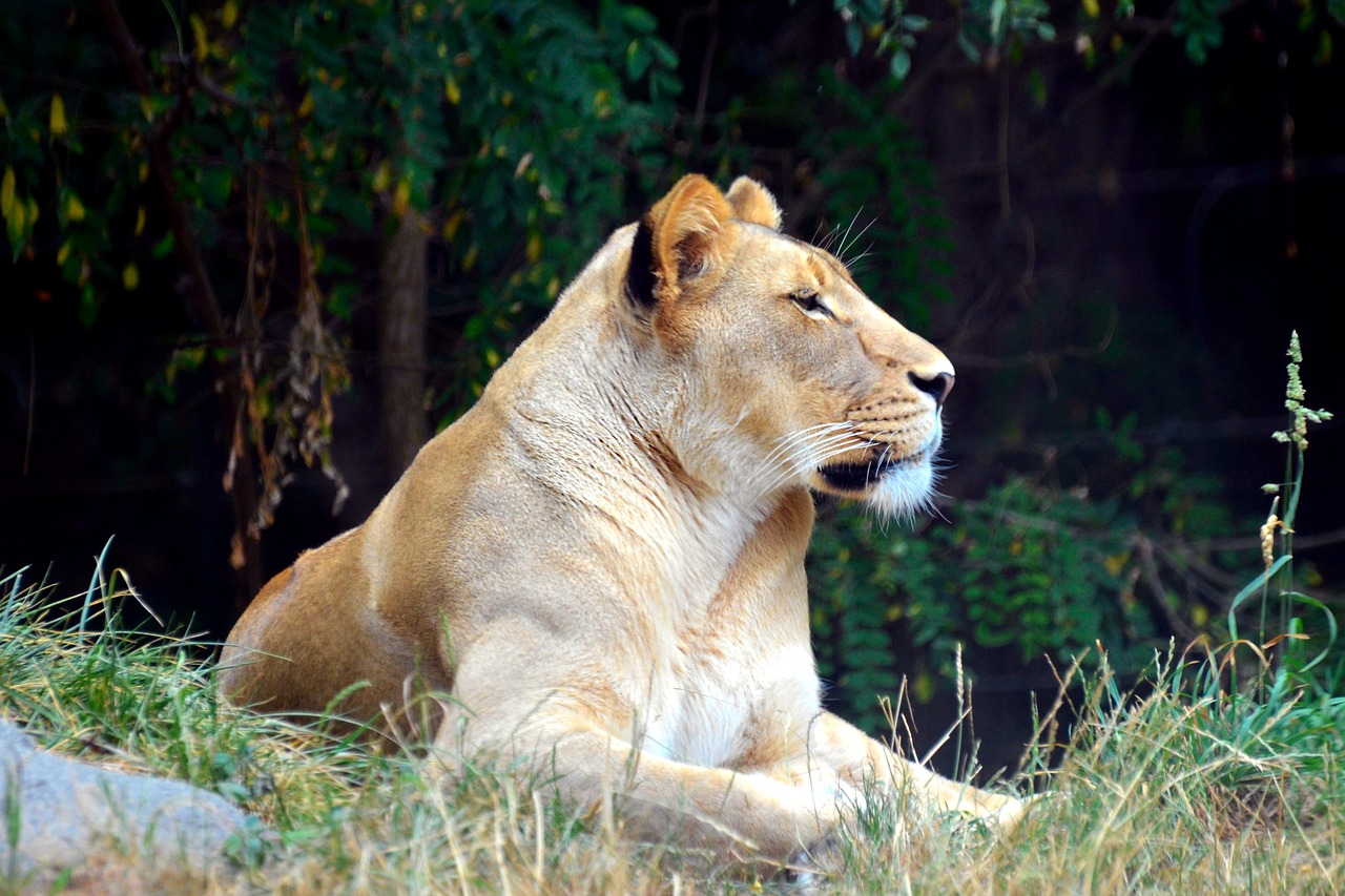 Liūtės,  Liūtas,  Tigras,  Laukinių,  Zoo,  Katė,  Didelis,  Kačių,  Predator,  Liūtas