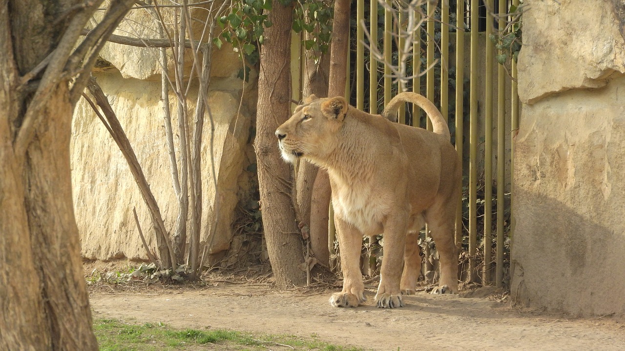 Liūtės,  Prahos Zoo,  Panthera Leo Persica,  Liūtas Indian,  Patelė Liūtas, Nemokamos Nuotraukos,  Nemokama Licenzija