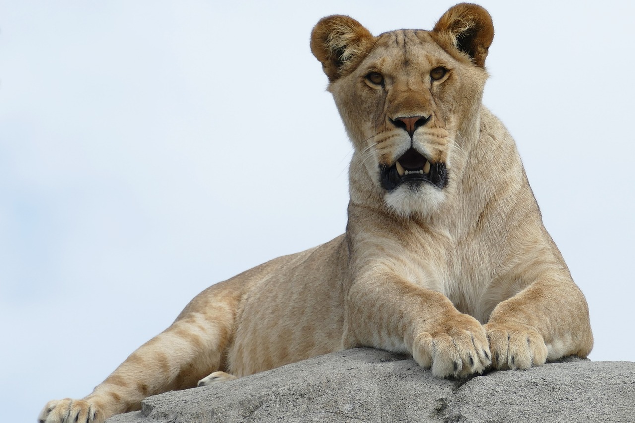 Liūtės,  Predator,  Žinduolis,  Gyvūnija,  Afrikoje,  Katės,  Kaip,  Laukinių,  Pobūdį,  Safari