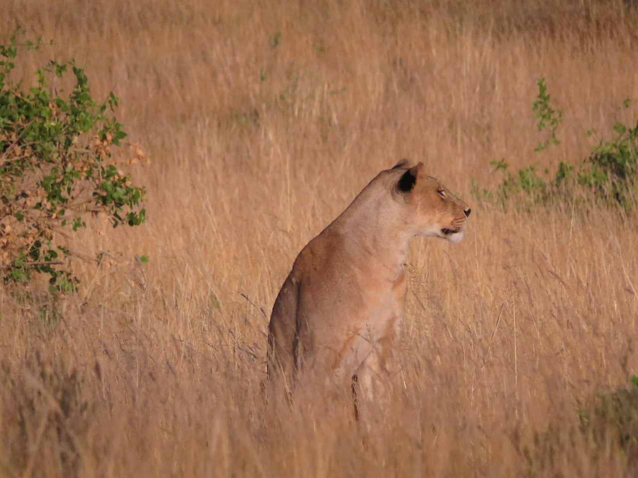 Liūtas, Kenya, Laukinė Gamta, Afrika, Gamta, Gyvūnas, Laukiniai, Safari, Katė, Afrikos