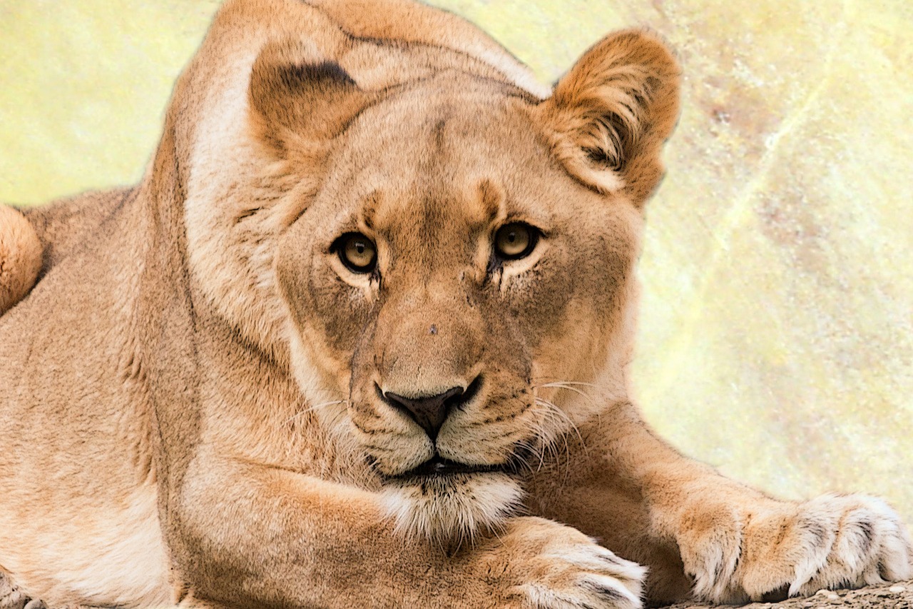 Liūtas, Plėšrūnas, Gyvūnų Pasaulis, Katė, Afrika, Gyvūnas, Laukiniai, Gamta, Safari, Nacionalinis Parkas