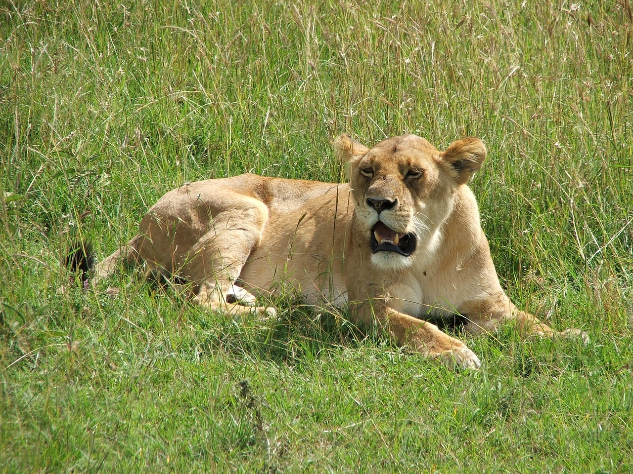 Liūtas, Afrika, Žolė, Liūtas, Laukinė Gamta, Gamta, Laukiniai, Moteris, Didelis, Katė