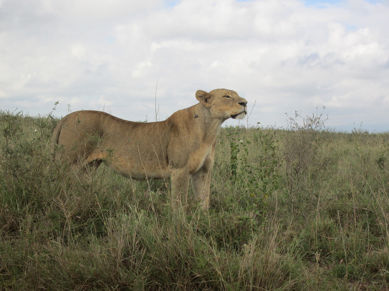 Liūtas Afrikoje, Liūtas Kenya Safari, Laukinė Gamta, Liūtas, Mėsėdis, Liūtas, Nemokamos Nuotraukos,  Nemokama Licenzija