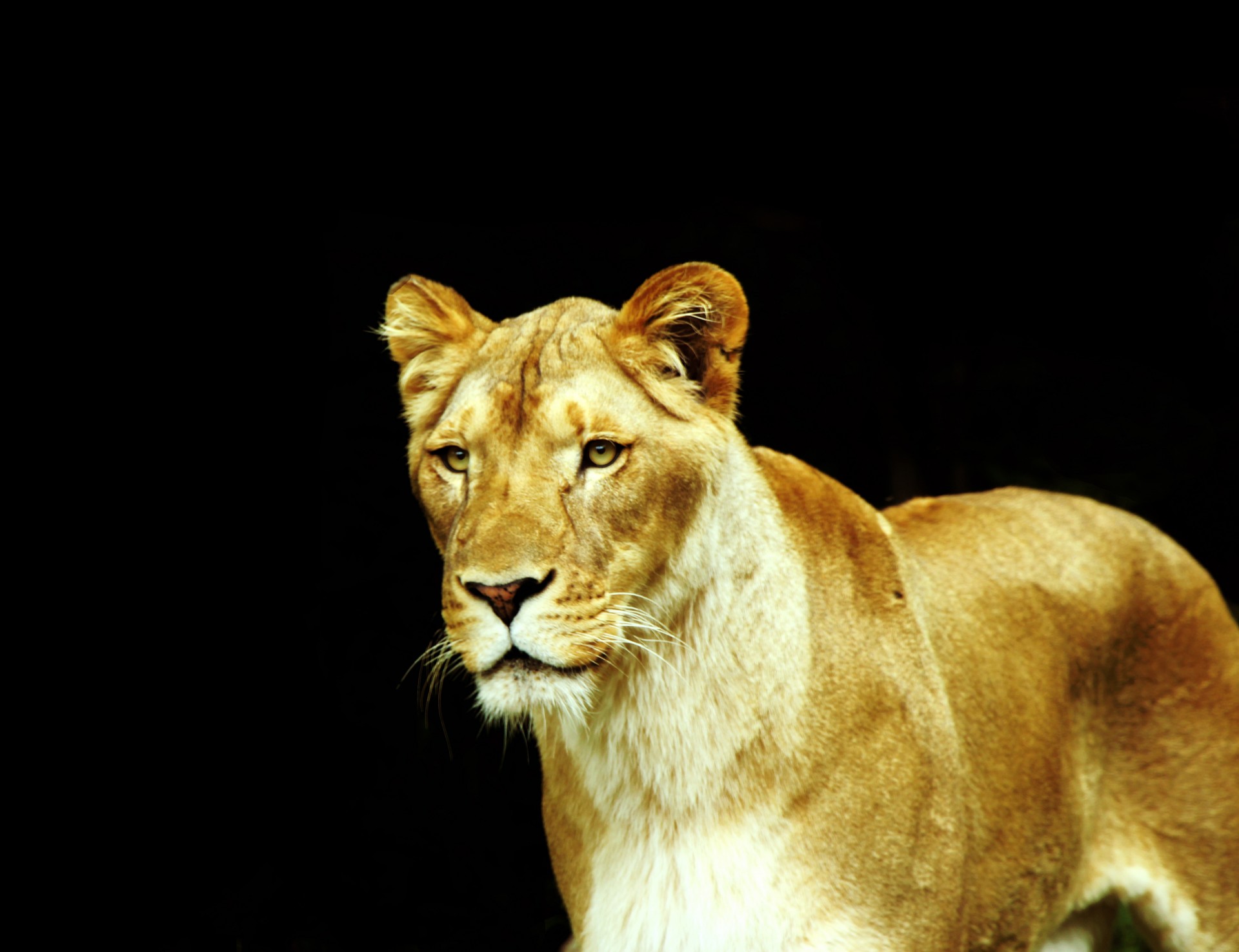 Liūtas,  Liūtas,  Didelis & Nbsp,  Katinas,  Kačių,  Afrika,  Gyvūnas,  Katė,  Mėsėdis,  Medžioti