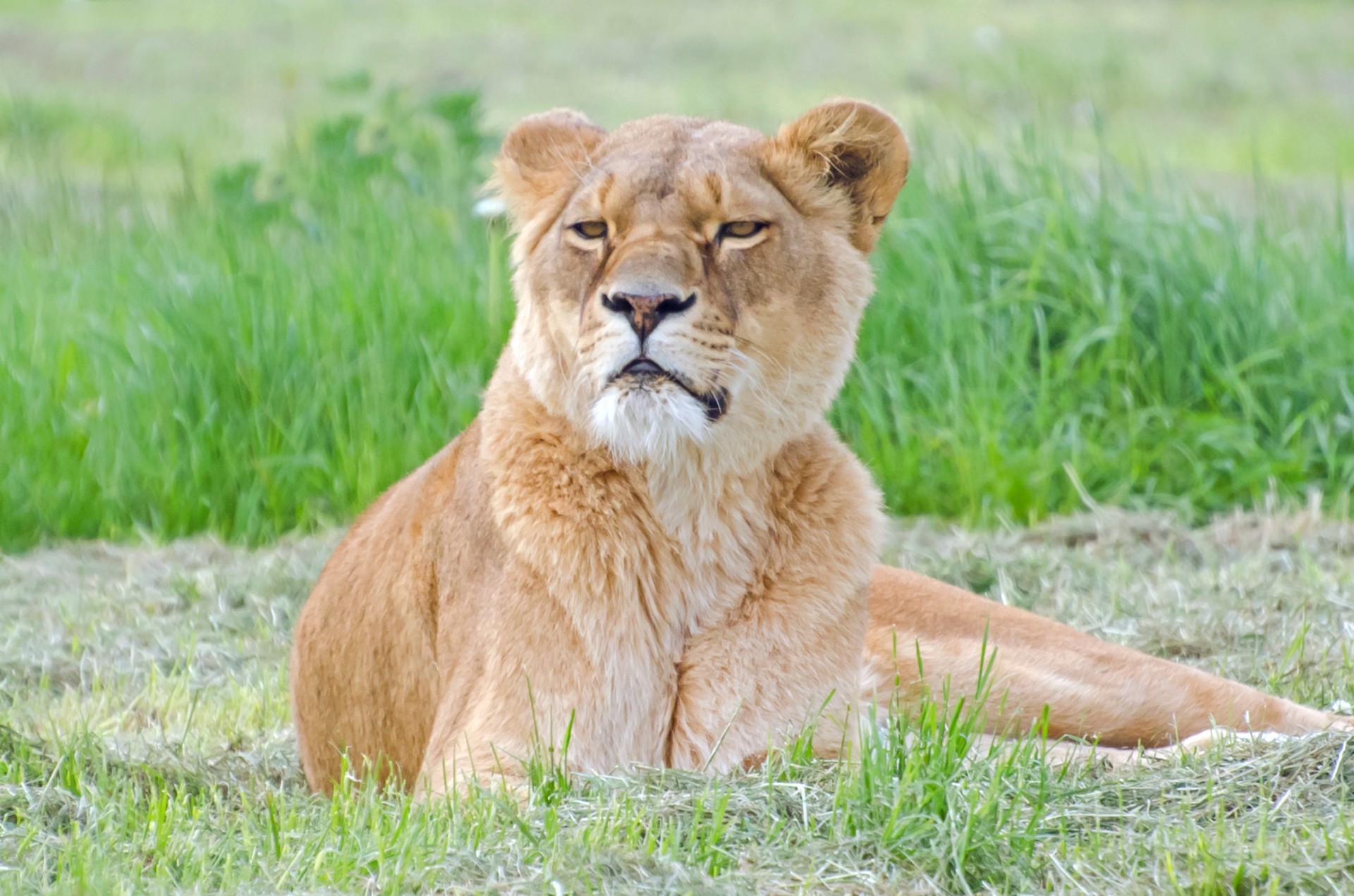 Afrika,  Liūtas,  Liūtas,  Parkas,  Kruger,  Galva,  Katė,  Pusė,  Niekas,  Nacionalinis