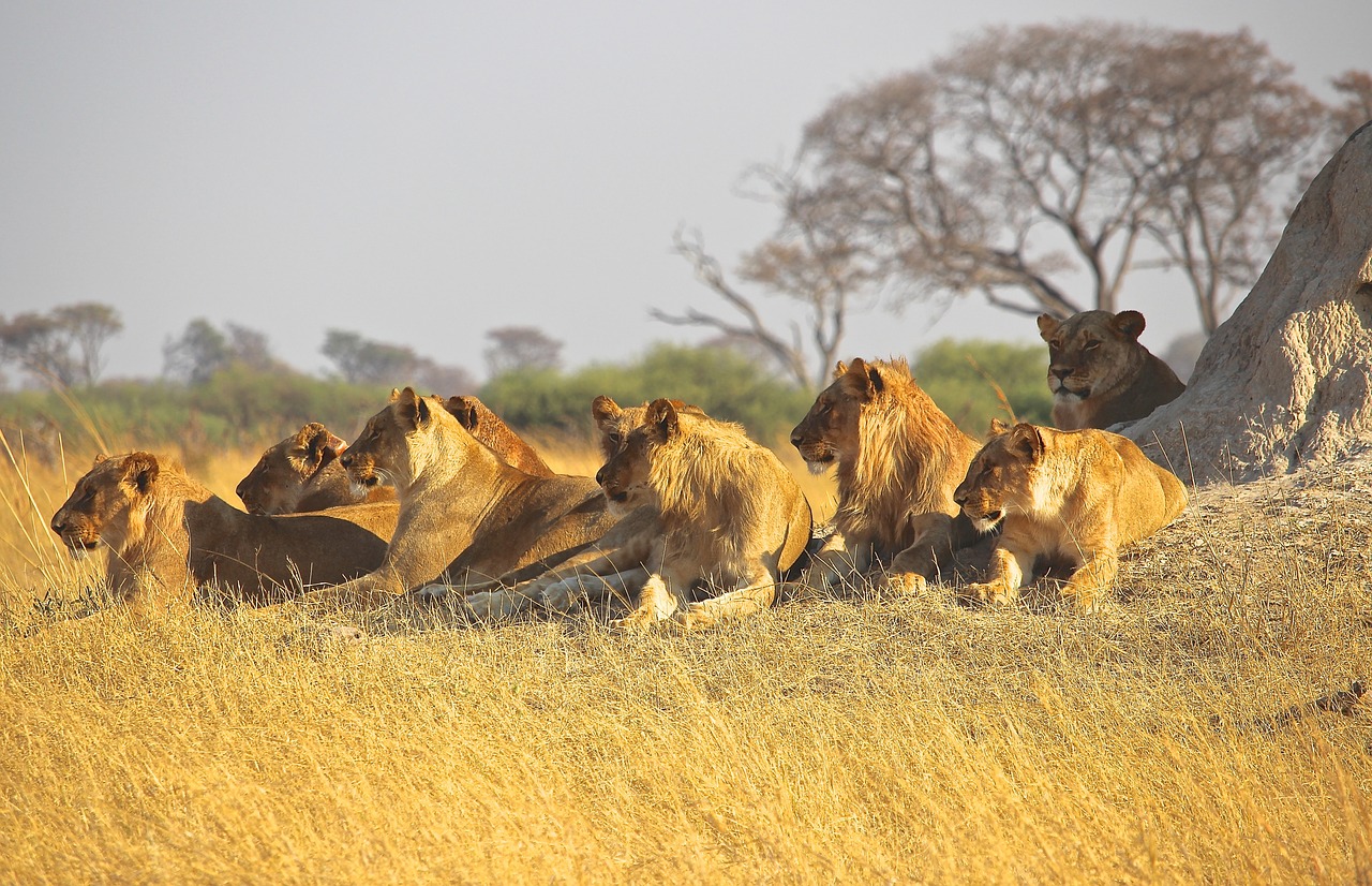 Gyvūnai, Liūtys, Afrika, Plėšrūnas, Pasididžiavimas, Laukinė Gamta, Safari, Gamta, Gyvūnas, Savana