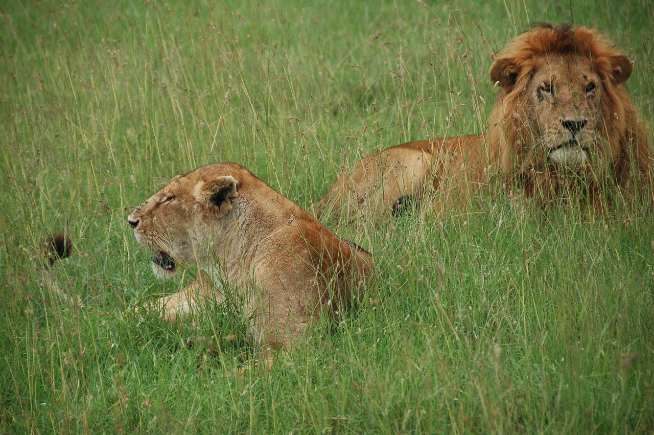 Liūtys, Kenya, Poilsis, Laukiniai Kaip, Afrika, Fauna, Plėšrūnai, Džiunglių Karalius, Gulėti Žolėje, Nemokamos Nuotraukos