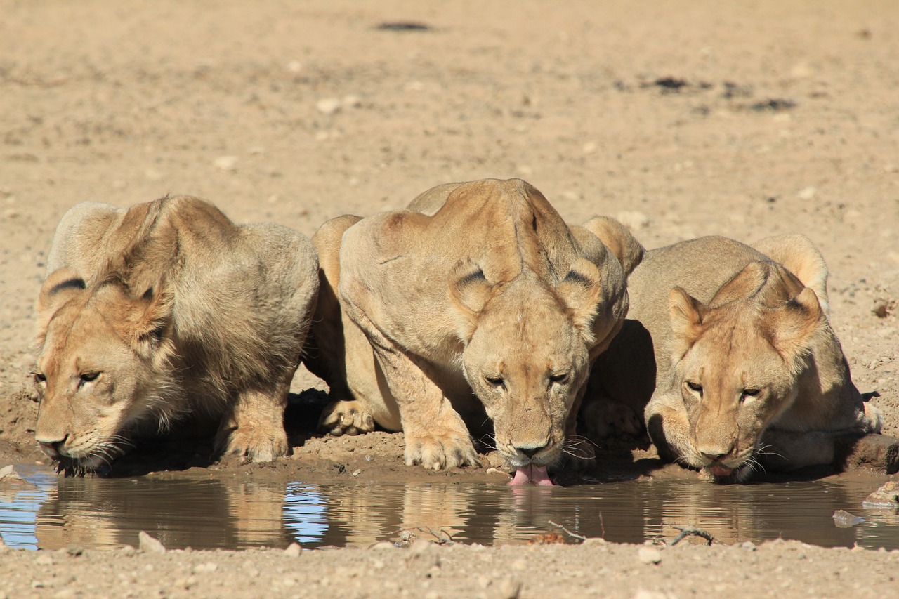 Liūtys, Gerti, Safari, Afrika, Laukinė Gamta, Vandens Skylė, Nemokamos Nuotraukos,  Nemokama Licenzija