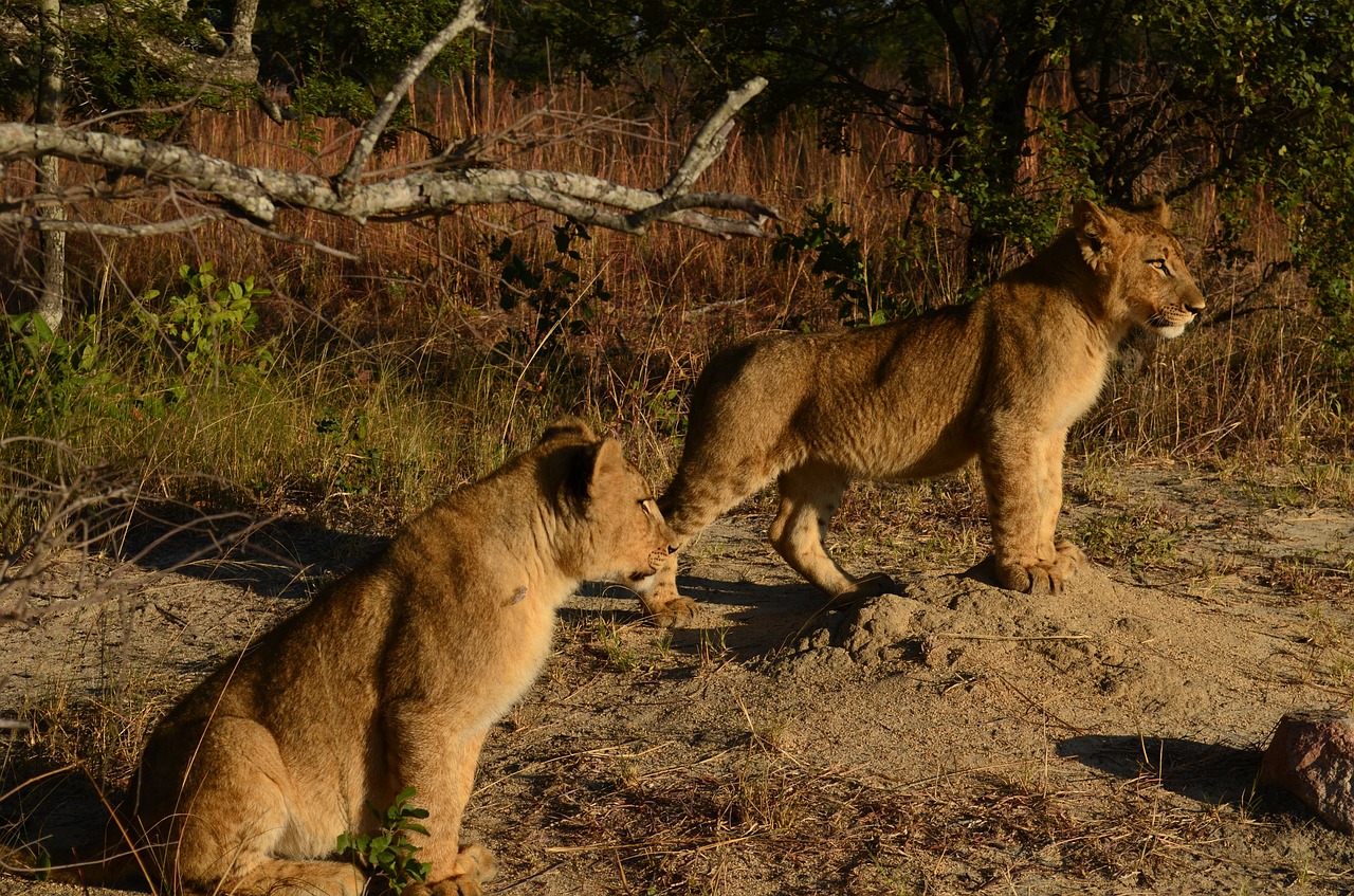 Liūtys, Liūtas, Cub, Cubs, Afrika, Zimbabvė, Laukinė Gamta, Krūmas, Gyvūnas, Plėšrūnas