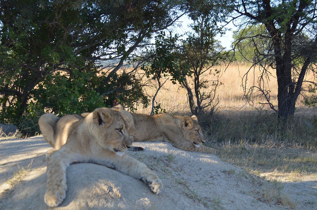 Liūtys, Akmenys, Gyvūnai, Afrika, Laukinė Gamta, Cubs, Nemokamos Nuotraukos,  Nemokama Licenzija