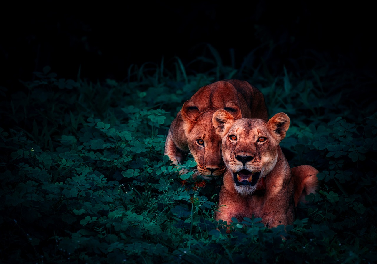 Liūtys, Cubs, Pora, Mielas, Džiunglės, Gamta, Lauke, Lauke, Gyvūnai, Laukinė Gamta