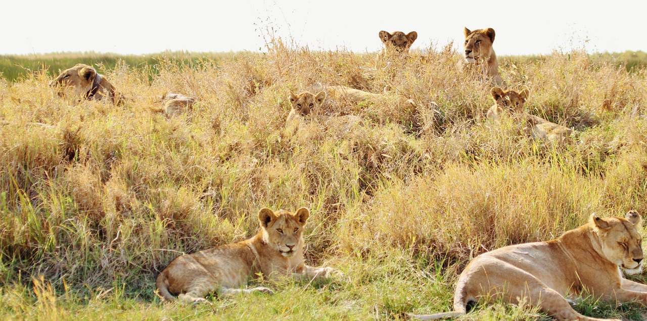 Liūtys, Pasididžiavimas, Gyvūnas, Katė, Liūto Moterys, Tanzanija, Safari, Laukinė Gamta, Afrika, Kačių