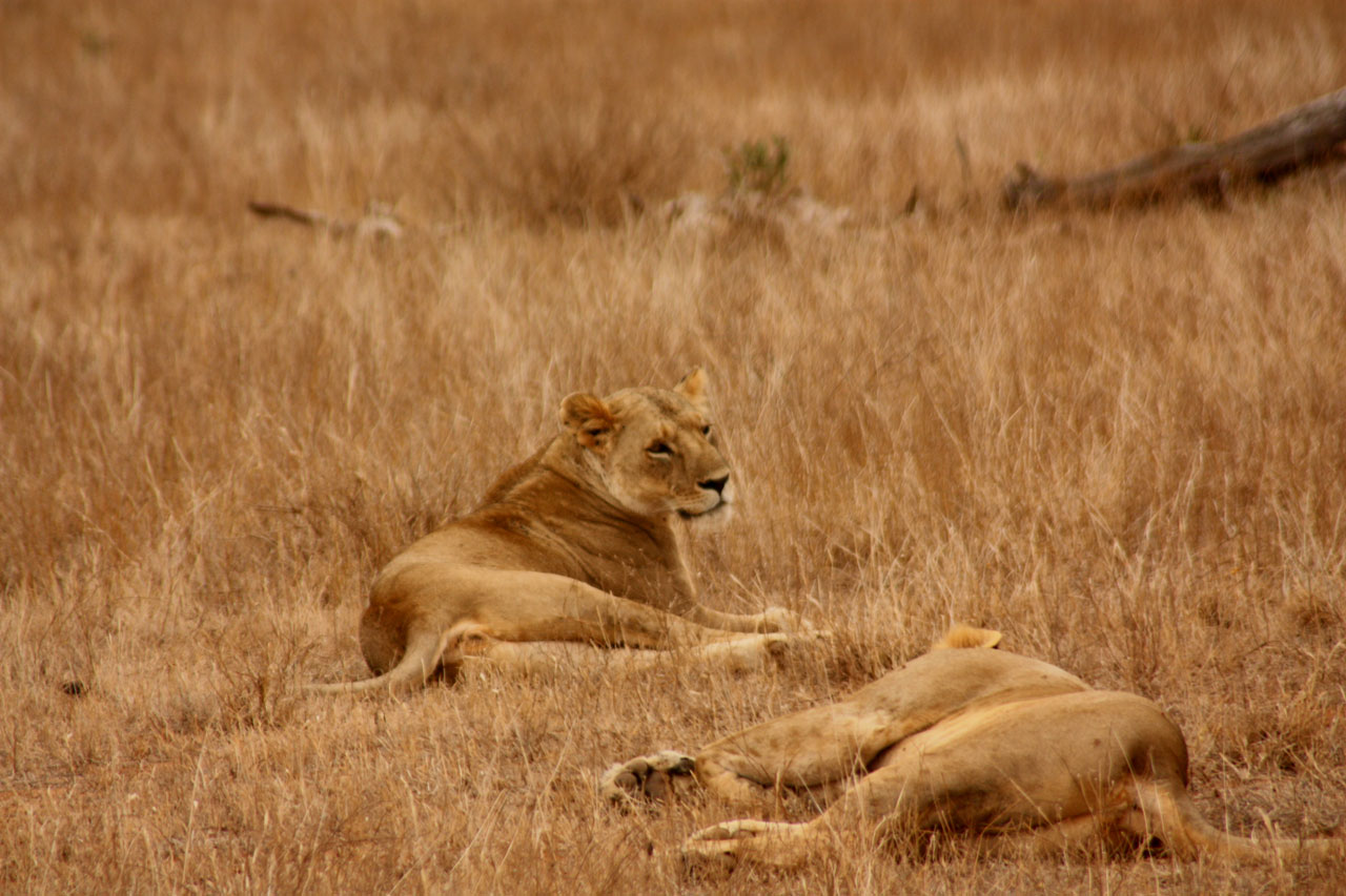 Liūtas,  Gyvūnas,  Šeima,  Laukiniai,  Žinduolis,  Safari,  Afrika,  Kelionė,  Kenya,  Tsavo