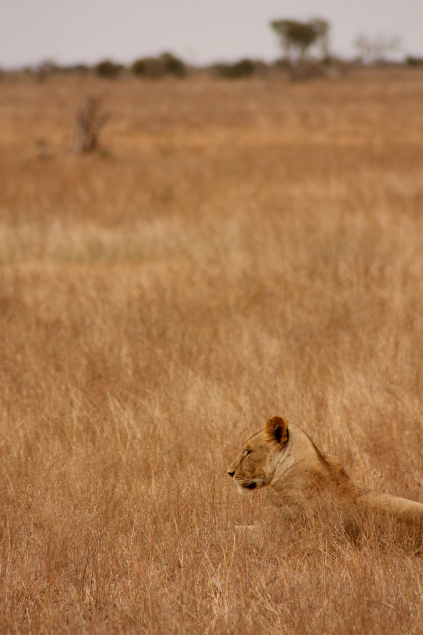 Liūtas,  Gyvūnas,  Šeima,  Laukiniai,  Žinduolis,  Safari,  Afrika,  Kelionė,  Kenya,  Tsavo