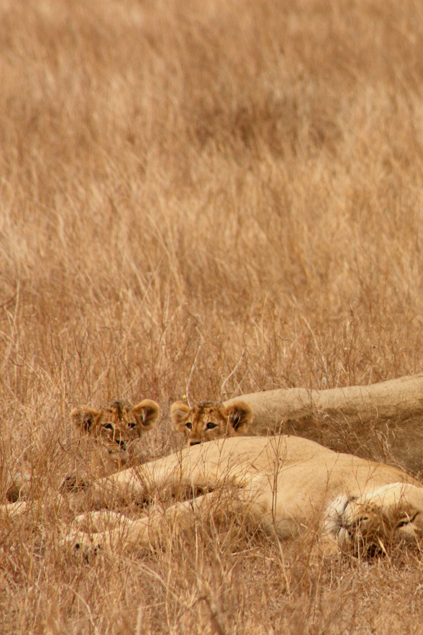 Liūtas,  Gyvūnas,  Šeima,  Laukiniai,  Žinduolis,  Safari,  Afrika,  Kelionė,  Kenya,  Tsavo
